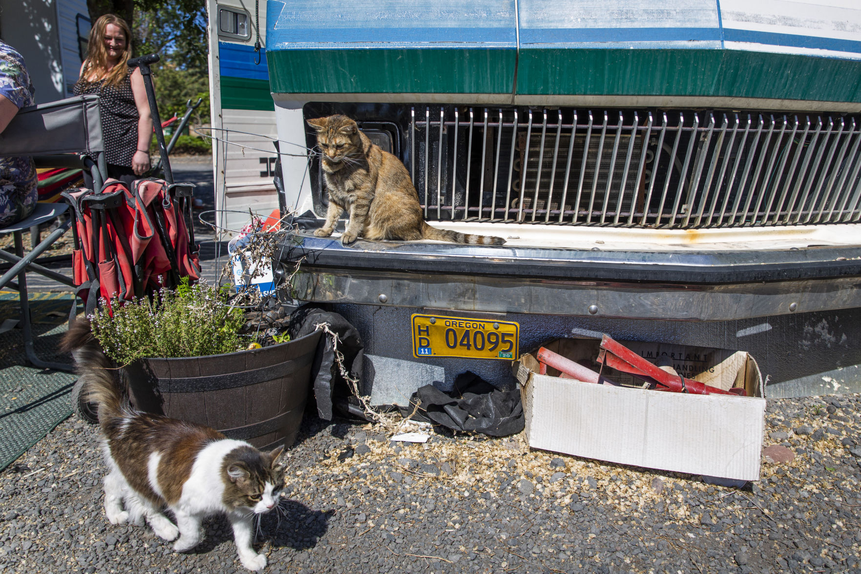 Oregon Motel 8 and RV Park - Cats